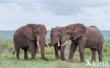 African elephant (Loxodonta africana)