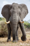 African elephant (Loxodonta africana)