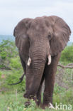 African elephant (Loxodonta africana)