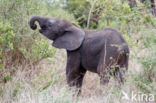 Afrikaanse olifant (Loxodonta africana)