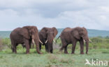 African elephant (Loxodonta africana)