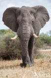 Afrikaanse olifant (Loxodonta africana)