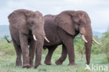 Afrikaanse olifant (Loxodonta africana)