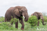 African elephant (Loxodonta africana)