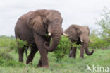 Afrikaanse olifant (Loxodonta africana)