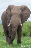 Afrikaanse olifant (Loxodonta africana)