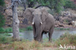 Afrikaanse olifant (Loxodonta africana)