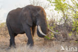 Afrikaanse olifant (Loxodonta africana)