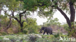 African elephant (Loxodonta africana)