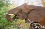 African elephant (Loxodonta africana)