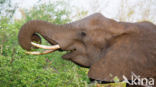 African elephant (Loxodonta africana)