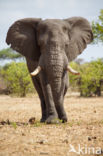 African elephant (Loxodonta africana)