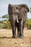 Afrikaanse olifant (Loxodonta africana)