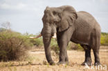 African elephant (Loxodonta africana)