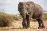 African elephant (Loxodonta africana)