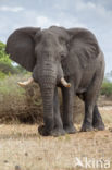 African elephant (Loxodonta africana)