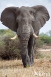 African elephant (Loxodonta africana)