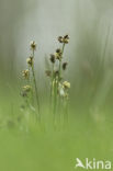 Field Woodrush (Luzula campestris)