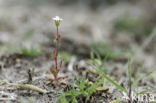 Rue-leaved Saxifrage (Saxifraga tridactylites)