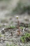 Kandelaartje (Saxifraga tridactylites)