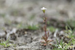 Kandelaartje (Saxifraga tridactylites)