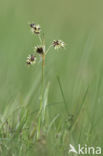 Gewone veldbies (Luzula campestris)