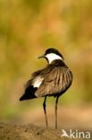 Spur-winged Plover (Vanellus spinosus)