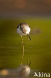 Marsh Sandpiper (Tringa stagnatilis)