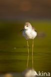 Marsh Sandpiper (Tringa stagnatilis)