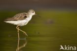 Marsh Sandpiper (Tringa stagnatilis)