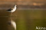 Marsh Sandpiper (Tringa stagnatilis)