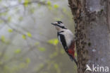 Great Spotted Woodpecker (Dendrocopos major)