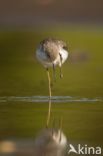 Marsh Sandpiper (Tringa stagnatilis)