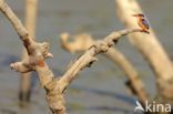 Malachite Kingfisher (Alcedo cristata)