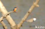 Malachite Kingfisher (Alcedo cristata)