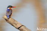 Malachite Kingfisher (Alcedo cristata)