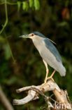 Kwak (Nycticorax nycticorax)