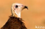 Hooded vulture (Necrosyrtes monachus)