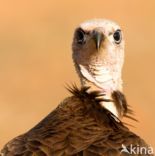 Hooded vulture (Necrosyrtes monachus)