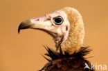 Hooded vulture (Necrosyrtes monachus)