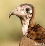 Hooded vulture (Necrosyrtes monachus)