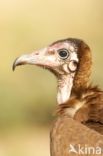 Hooded vulture (Necrosyrtes monachus)