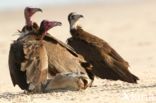 Black Kite (Milvus migrans)