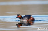 Geoorde Fuut (Podiceps nigricollis)