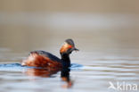 Geoorde Fuut (Podiceps nigricollis)