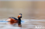 Geoorde Fuut (Podiceps nigricollis)