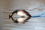 Geoorde Fuut (Podiceps nigricollis)