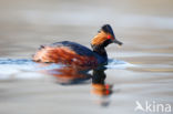 Geoorde Fuut (Podiceps nigricollis)