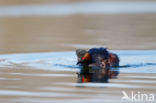 Black-necked Grebe (Podiceps nigricollis)