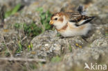 Snow Bunting (Plectrophenax nivalis)